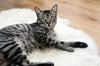 cat lying on rug