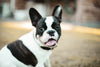 Preparing Your French Bulldog Puppy for Adulthood