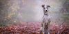 6 most common autumn hazards for pets