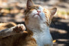 birgl-cat-7339592 1280Cat scratching