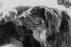 Black and white image of dog scratching
