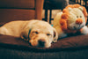 Understanding your Labrador puppy’s exercise, sleep and enrichment needs