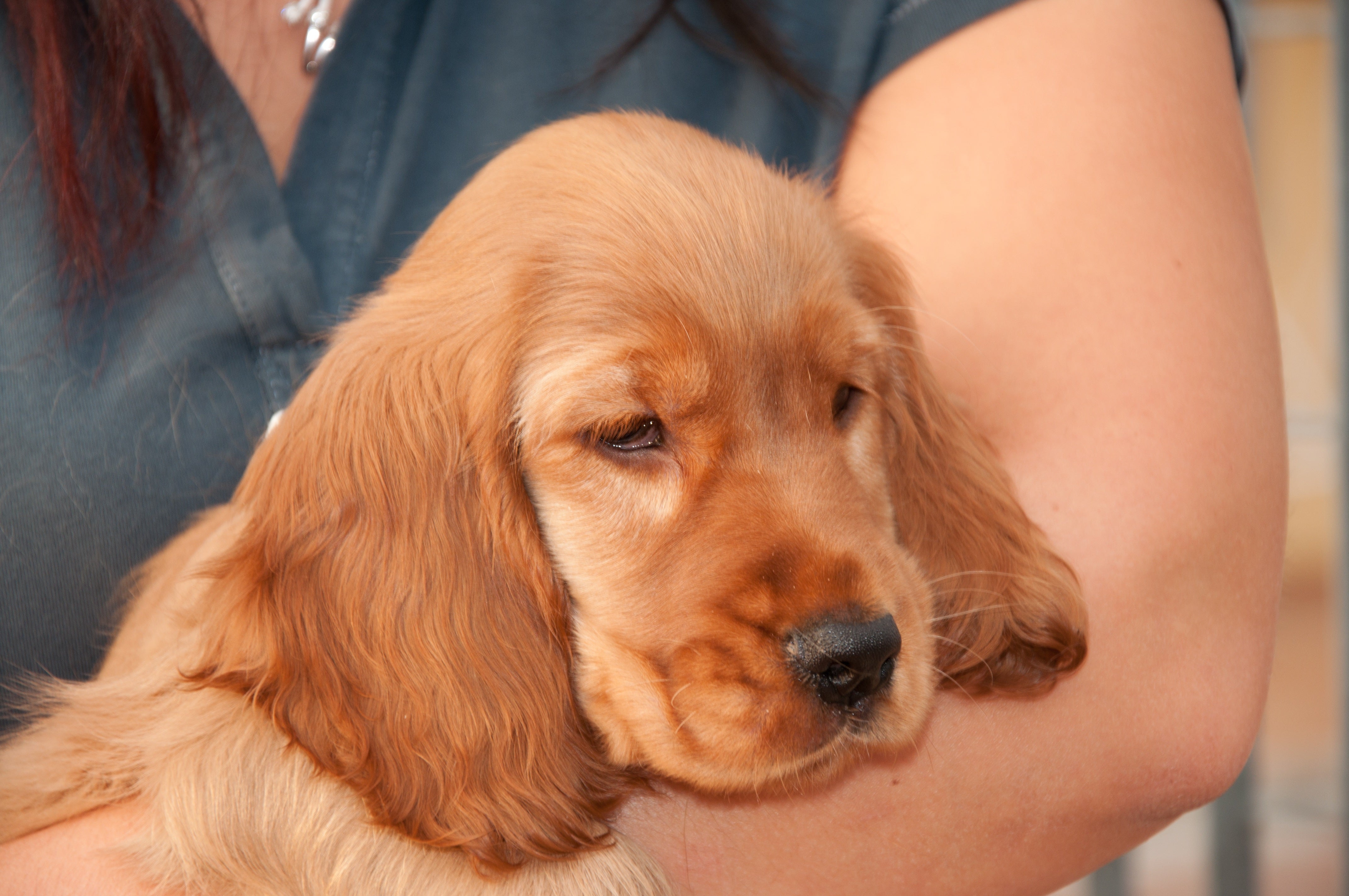 Cocker Angry Understanding Puppy Anxiety in Cocker Spaniels: What Every New Owner ...