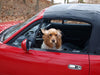 Travelling With A Cocker Spaniel Puppy: Top Tips