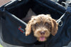 Travelling With A Miniature Dachshund Puppy: Top Tips