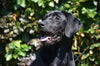 Puppy Dental Care: Looking After Your Labrador’s Teeth from Day One