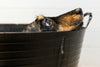 A Practical Guide to Skin and Ear Care for Miniature Dachshund Puppies