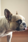 Understanding Your French Bulldog’s Exercise, Sleep, and Enrichment Needs