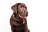 Neutering Your Labrador Puppy Explained: Benefits, Timing, and What to Expect