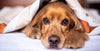 Nicotine poisoning in dogs