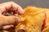 Harvest mites in cats