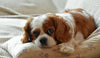 Heart murmurs in dogs