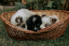 Puppies in basket