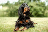 A Practical Guide to Skin and Ear Care for Cocker Spaniel Puppies