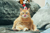 Cat grooming