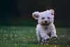 Preparing Your Puppy for Adulthood