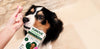 A dog being offered a YuMOVE joint tablet