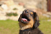 Puppy Dental Care: Looking After Your Puppy’s Teeth from Day One