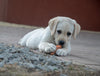 The Complete Labrador Puppy Feeding Guide