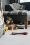 Understanding your Miniature Dachshund puppy’s exercise, sleep, and enrichment needs