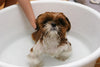 Dog in a bath