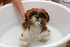 A practical guide to puppy skin and ear care