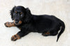 Understanding Puppy Anxiety in Miniature Dachshunds: What Every New Owner Should Know
