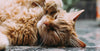 Vitamin D (Cholecalciferol) Toxicity in Cats