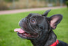 Puppy Dental Care: Looking After Your Frenchie’s Teeth from Day One