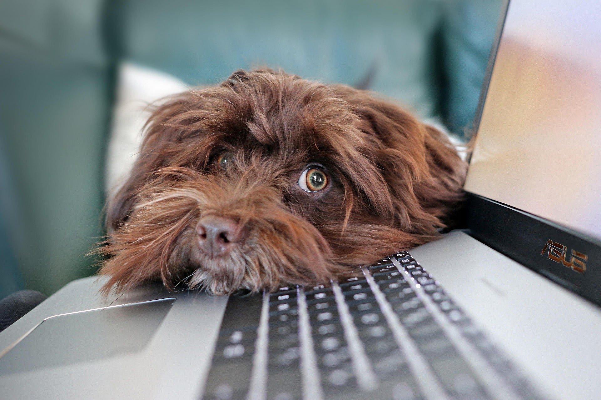 dog computer