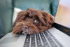 dog computer