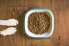 Food allergies in dogs