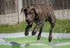 A Practical Guide to Skin and Ear Care for Labrador Puppies