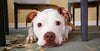 Vitamin D (Cholecalciferol) Toxicity in Dogs