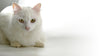 white cat with blurred background