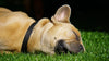 A Practical Guide to Skin and Ear Care for French Bulldog Puppies