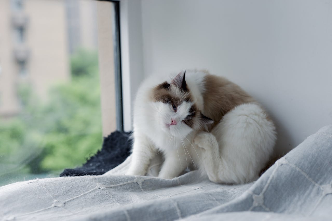 cat scratching ear 
