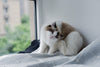 Hot spots in cats
