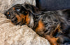 Preparing Your Miniature Dachshund Puppy for Adulthood