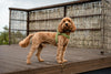 Preparing Your Cockapoo Puppy for Adulthood