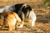 Anal Gland Problems in Dogs: The Bottom Line Every Owner Should Know