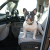 Travelling With A French Bulldog Puppy: Top Tips
