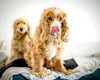 Puppy Dental Care: Looking After Your Cocker Spaniel Puppy’s Teeth from Day One