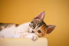 Neutering cats: what you need to know