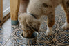The Complete Puppy Feeding Guide: Nutrition for a Healthy Start