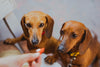 The Complete Miniature Dachshund Puppy Feeding Guide