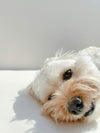 cockapoo puppy lying on side, white background