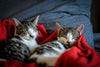 Multi-Cat Household Guide: How to Manage Multiple Cats Without Stress