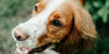 Spaniels: 5 reasons why they make a great pet and what to look out for