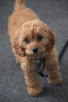 Understanding Cockapoo Puppy Anxiety: What Every New Owner Should Know